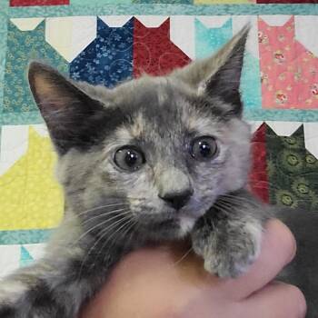 Domestic Short Hair Cats Available for Adoption in Hemet, California - Jenny | PetCurious