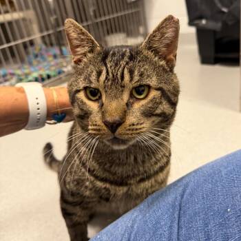 Dudley -  Domestic Short Hair Cat for Adoption in Hampton Bays, New York - Dudley | PetCurious