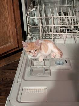 Rescue Domestic Short Hair and Tabby Cats for Adoption in Dallas, Texas - Orange Julius (OJ) | PetCurious