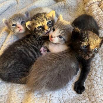 Sprinkles -  Domestic Short Hair Cat for Adoption in West Palm Beach, Florida - Sprinkles | PetCurious