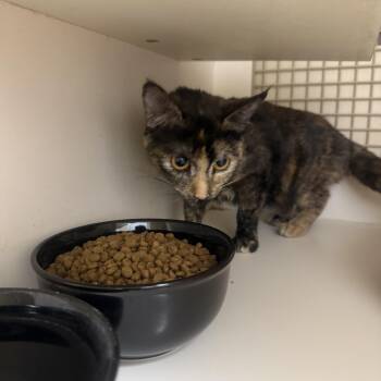 I Sniffed a Fly -  Tortoiseshell Cat for Adoption in Las Vegas, Nevada - I Sniffed A Fly | PetCurious