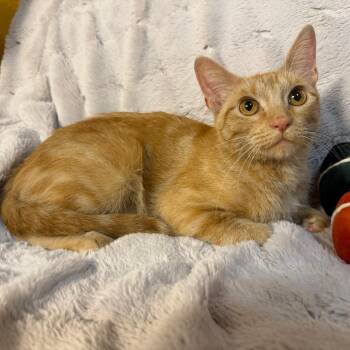 Ginger -  Domestic Short Hair Cat for Adoption in Lewisville, Texas - Ginger | PetCurious