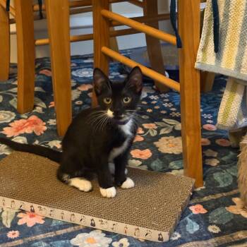 Manchego -  Domestic Short Hair Cat for Adoption in Philadelphia, Pennsylvania - Manchego | PetCurious