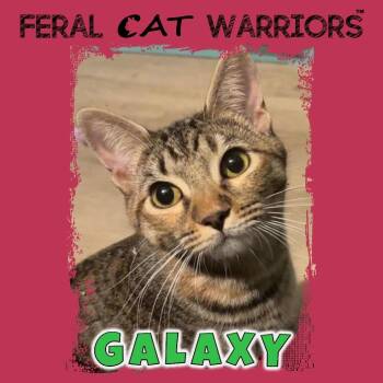 Galaxy -  Domestic Short Hair Cat for Adoption in Kingman, Arizona - Galaxy | PetCurious