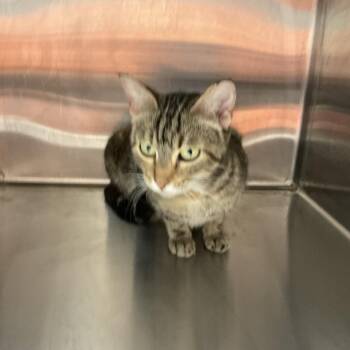 Rebecca -  Domestic Short Hair Cat for Adoption in Saint Joseph, Missouri - Rebecca | PetCurious