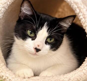GAIA -  Tuxedo Cat for Adoption in Margate, Florida - GAIA | PetCurious