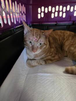 Little Guy -  Domestic Short Hair Cat for Adoption in Metamora, Illinois - Little Guy | PetCurious