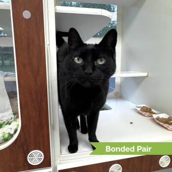 Domestic Short Hair Cats Available for Adoption in Reisterstown, Maryland - Shadow (Bonded With Leo) | PetCurious