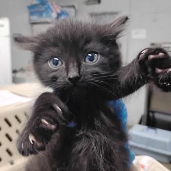 Mozart -  Domestic Short Hair Cat for Adoption in Summerville, South Carolina - Mozart | PetCurious