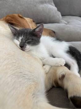 FRY -  Domestic Short Hair Cat for Adoption in Sacramento, California - FRY | PetCurious