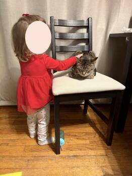 Domestic Short Hair Cats Available for Adoption in Lincoln Park, New Jersey - Polly | PetCurious