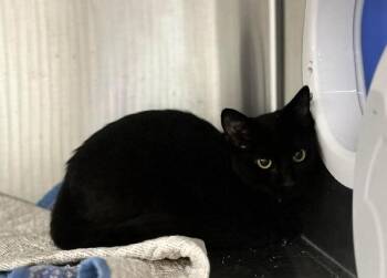 Pearl -  Domestic Short Hair Cat for Adoption in Sherwood, Oregon - Pearl | PetCurious