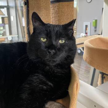 Domestic Short Hair Cats Available for Adoption in Chicago, Illinois - Ears | PetCurious
