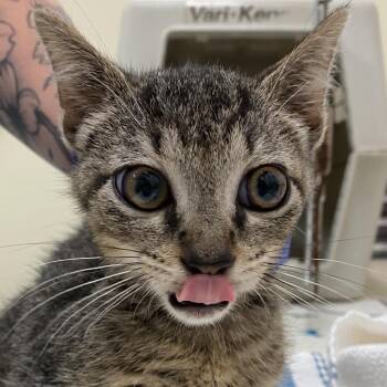 Cole -  Domestic Short Hair Cat for Adoption in Lynchburg, Virginia - Cole | PetCurious