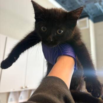 Isabella -  Domestic Short Hair Cat for Adoption in Huntington, West Virginia - Isabella | PetCurious