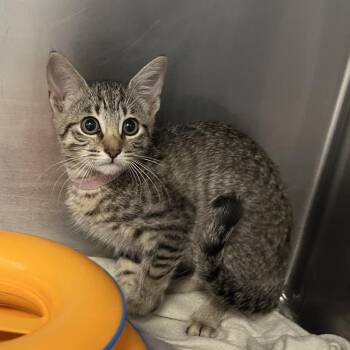 Wanda -  Domestic Short Hair Cat for Adoption in West Palm Beach, Florida - Wanda | PetCurious