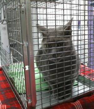 WOLFMAN -  Russian Blue and Domestic Short Hair Cat for Adoption in Houston, Texas - WOLFMAN | PetCurious