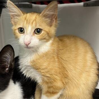 Blaze -  Domestic Short Hair Cat for Adoption in West Palm Beach, Florida - Blaze | PetCurious