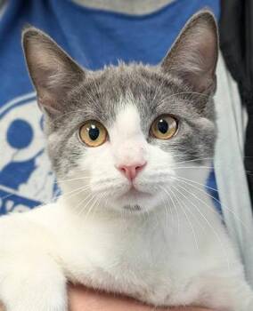 Rescue Domestic Short Hair Cats for Adoption in Canfield, Ohio - GRAY | PetCurious