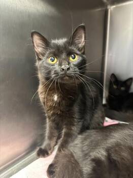 MILA -  Domestic Short Hair Cat for Adoption in Santa Cruz, California - MILA | PetCurious