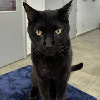 Rescue Domestic Short Hair Cats for Adoption in North Haven, Connecticut - Fern | PetCurious