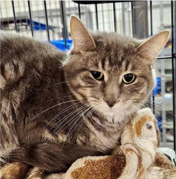 Lily (Bailey) -  Domestic Medium Hair Cat Available for Adoption in Saginaw, Michigan - Lily (Bailey) | PetCurious