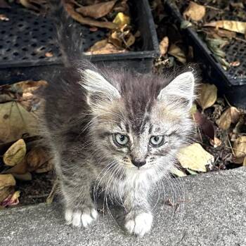 Homer -  Domestic Short Hair Cat for Adoption in Los Angeles, California - Homer | PetCurious