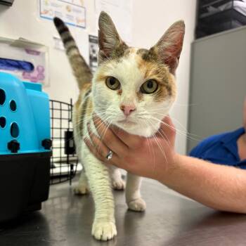 Rescue Domestic Short Hair Cats for Adoption in Charleston, West Virginia - Marshmallow | PetCurious