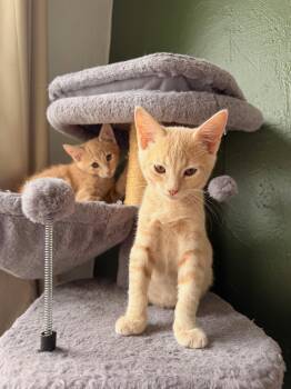 Noon & Joon -  American Shorthair Cat for Adoption in Walnut Creek, California - Noon & Joon | PetCurious