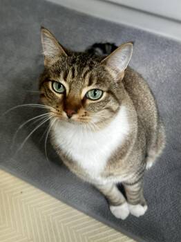 Rescue Domestic Short Hair Cats for Adoption in Seattle, Washington - Mel And Emma | PetCurious