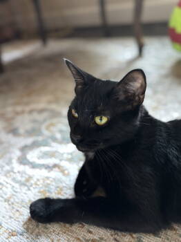 Rescue Domestic Short Hair Cats for Adoption in Walled Lake, Michigan - Proxima | PetCurious