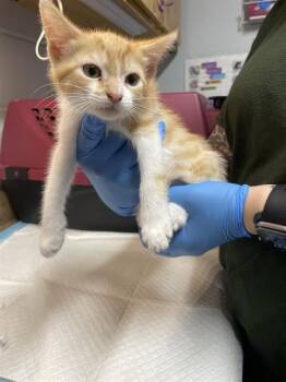 FAWN -  Domestic Short Hair Cat for Adoption in Tallahassee, Florida - FAWN | PetCurious
