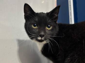 Domestic Short Hair Cats Available for Adoption - Buzz Lightyear | PetCurious