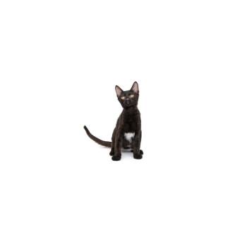 Bruce Wayne -  Domestic Short Hair Cat for Adoption in Los Angeles, California - Bruce Wayne | PetCurious