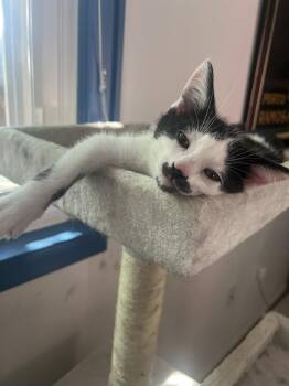 Schmutz -  Domestic Short Hair Cat for Adoption in Reston, Virginia - Schmutz | PetCurious