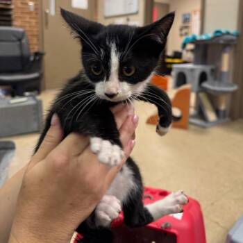 Puffin -  Domestic Short Hair Cat for Adoption in Birmingham, Alabama - Puffin | PetCurious