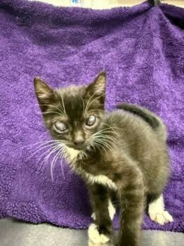 TOPH -  Domestic Short Hair Cat for Adoption in Houston, Texas - TOPH | PetCurious