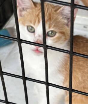 Ginger -  Domestic Short Hair Cat for Adoption in Parma, Ohio - Ginger | PetCurious