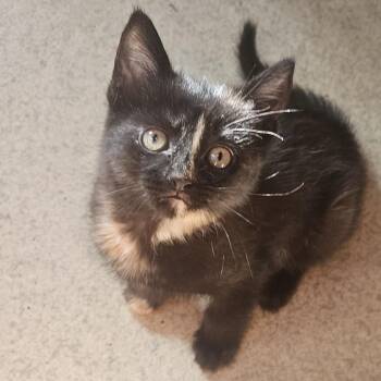 Prada -  Domestic Short Hair and Siamese Cat for Adoption in Claridge, Pennsylvania - Prada | PetCurious