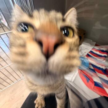 Domestic Short Hair Cats Available for Adoption in Saint Charles, Missouri - Sasha | PetCurious