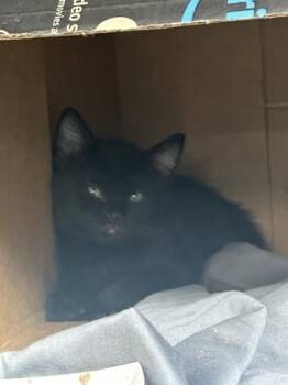 Domestic Short Hair Cats Available for Adoption in Largo, Florida - Potato - Green | PetCurious