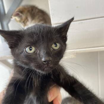 Myrtle -  Domestic Short Hair Cat for Adoption in Brownsboro, Alabama - Myrtle | PetCurious