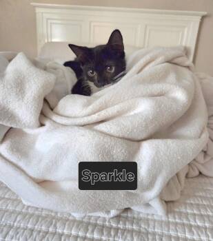 Sparkle -  Domestic Short Hair Cat for Adoption in Redondo Beach, California - Sparkle | PetCurious