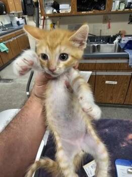 Jon Fighter -  Domestic Short Hair Cat for Adoption in Gainesville, Florida - Jon Fighter | PetCurious
