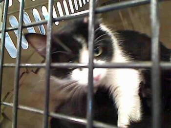 MAMA BEAR -  Domestic Short Hair Cat for Adoption in Rancho Cucamonga, California - MAMA BEAR | PetCurious