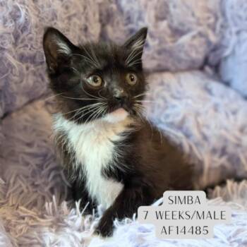 Simba -  Domestic Short Hair Cat Available for Adoption - Simba | PetCurious