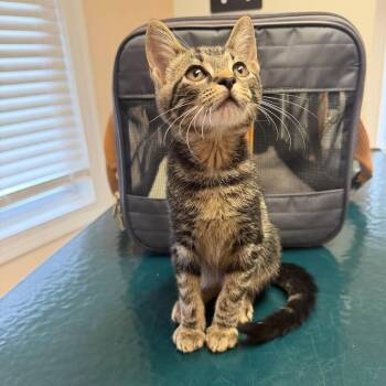 Nicholas -  Tabby and Domestic Short Hair Cat for Adoption in Newark, New Jersey - Nicholas | PetCurious