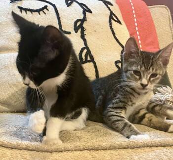 James & Tiger -  Tabby and Tuxedo Cat for Adoption in The Dalles, Oregon - James & Tiger | PetCurious