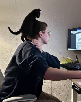 Crunchwrap Supreme -  Domestic Short Hair Cat for Adoption in San Francisco, California - Crunchwrap Supreme | PetCurious