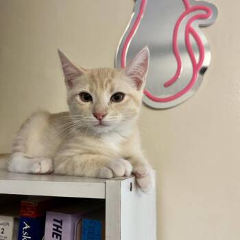 Teddy -  Domestic Short Hair Cat for Adoption in Costa Mesa, California - Teddy | PetCurious